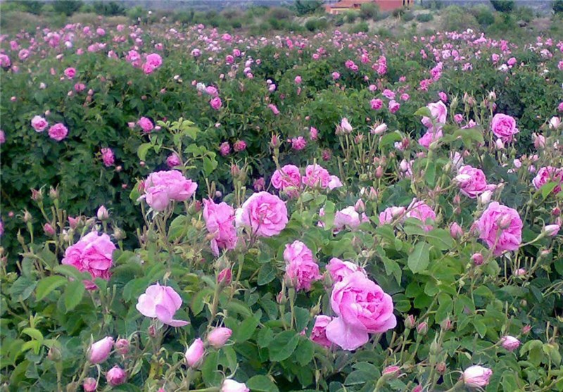 Rose-Cultivation2